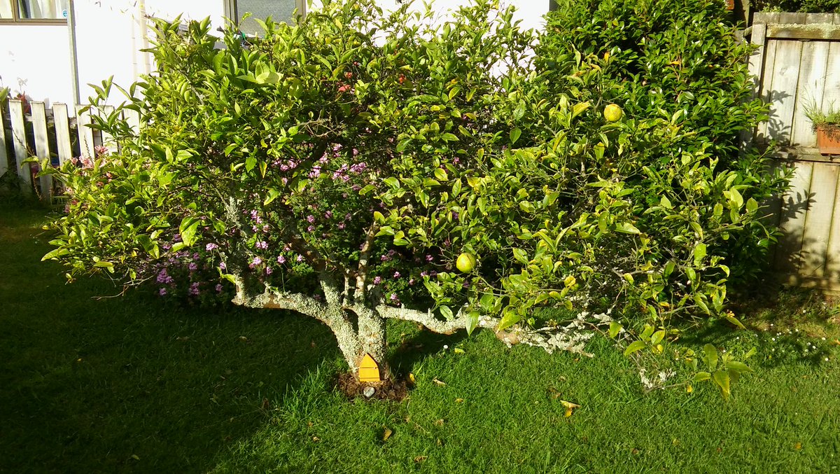 nommokaiako's tweet photo. elves living in our lemon tree... https://t.co/69KfgJaxfR