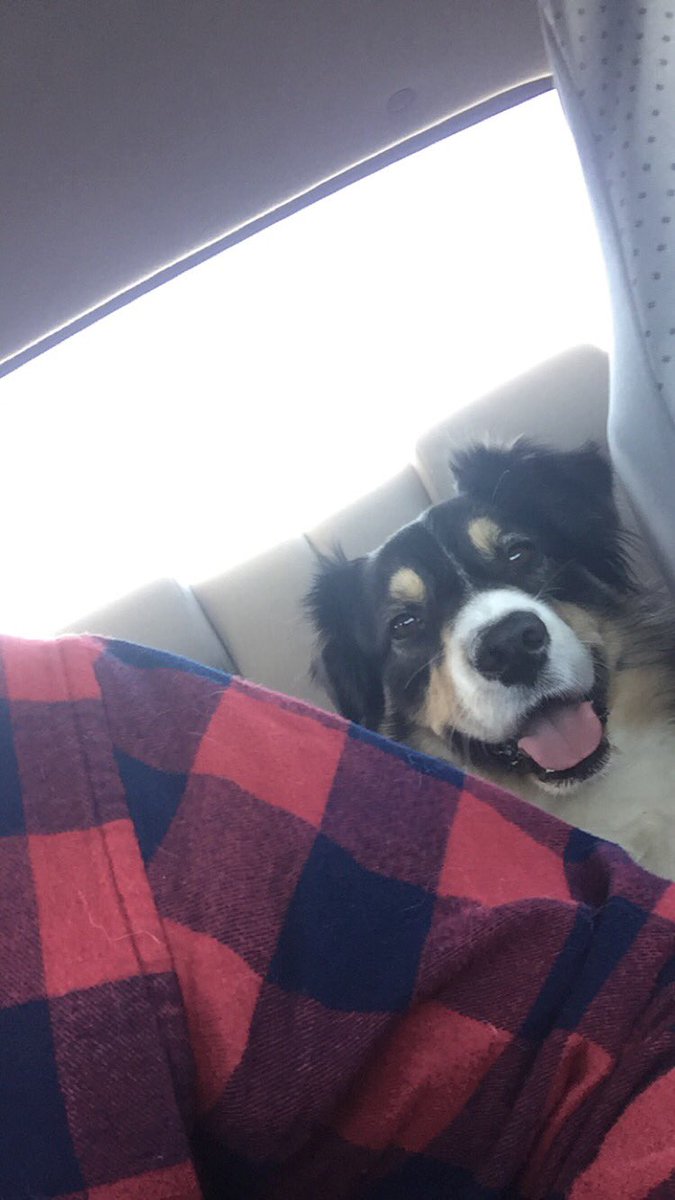 Nickpetolick's tweet photo. I love my fur-son so much. https://t.co/OxOU9UzbNC
