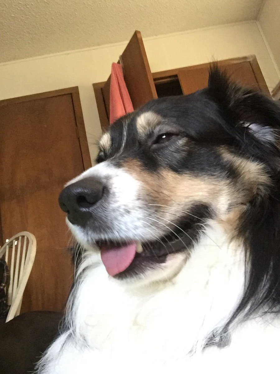 Nickpetolick's tweet photo. I love my fur-son so much. https://t.co/OxOU9UzbNC