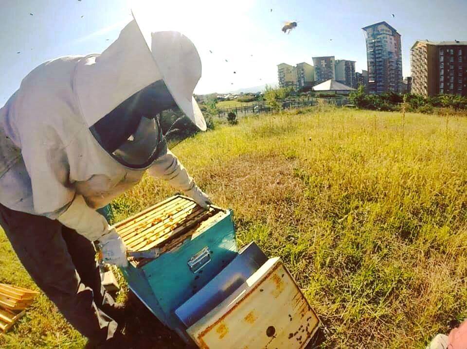 RaiRadio2's tweet photo. Antonio, apicultore urbano, produce miele a Torino: le api sono indicatori della salute delle nostre città @ProgettoUrBees
#Ovunque6 https://t.co/NldKm2rmAA