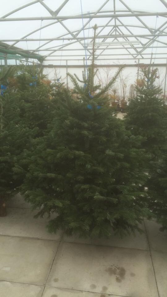 ElmTreeFarm2 tweet picture