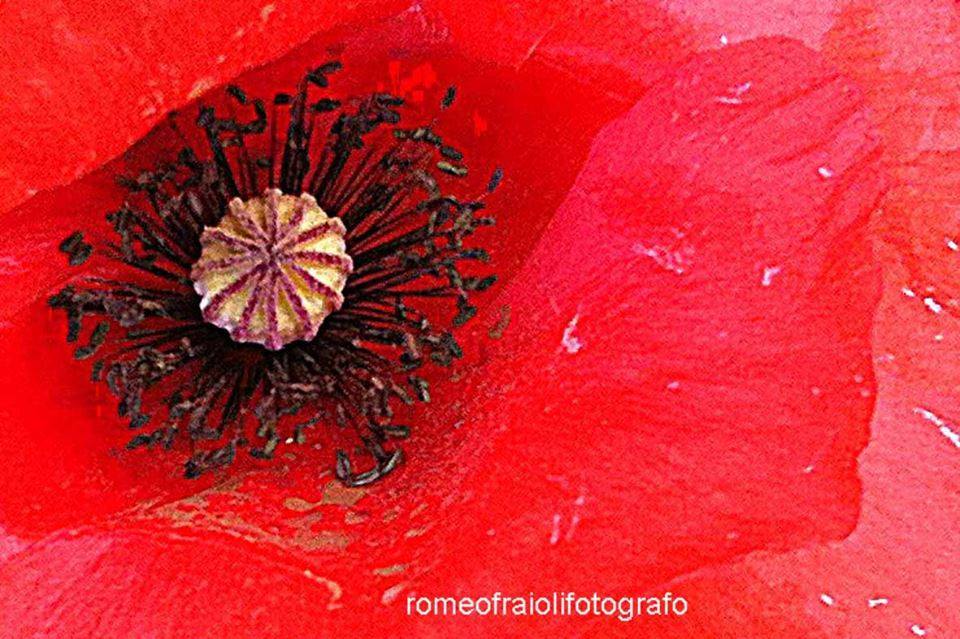 Contro la violenza sulle donne, fisica e psicologica. E che non sia solo per un giorno.
#donna #fiore #rosso #papavero
Foto di Romeo Fraioli