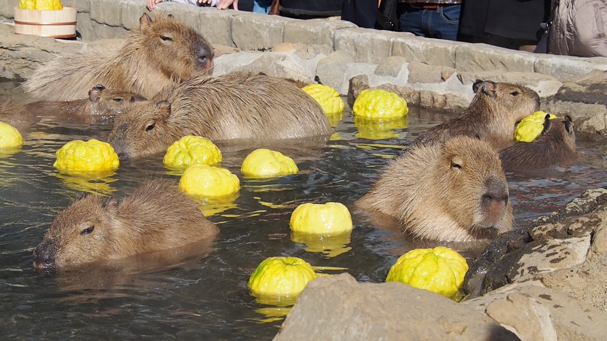 イズハピ A Twitter 本日１１月２６日は いい風呂の日 伊豆シャボテン動物公園のカピバラさんも 鬼ゆず風呂 に入ってごきげんさん 明日２７日は カピなべ を実施 大きな鍋のお風呂に入りますよ カピバラ カピバラさん ゆず湯 カピバラの露天風呂