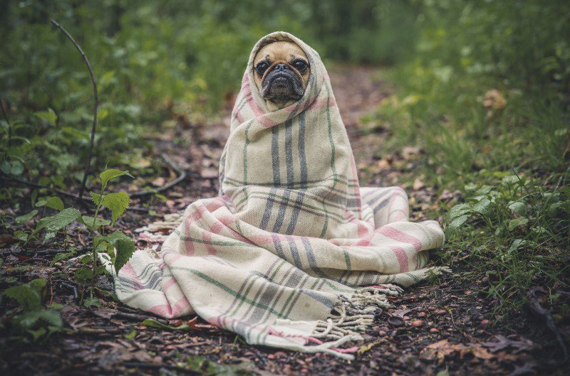 OwnYourSpot's tweet photo. #ISpreadLoveBy wrapping a pug in a blanket https://t.co/PIdTTprOkl https://t.co/VJNlhhozvN