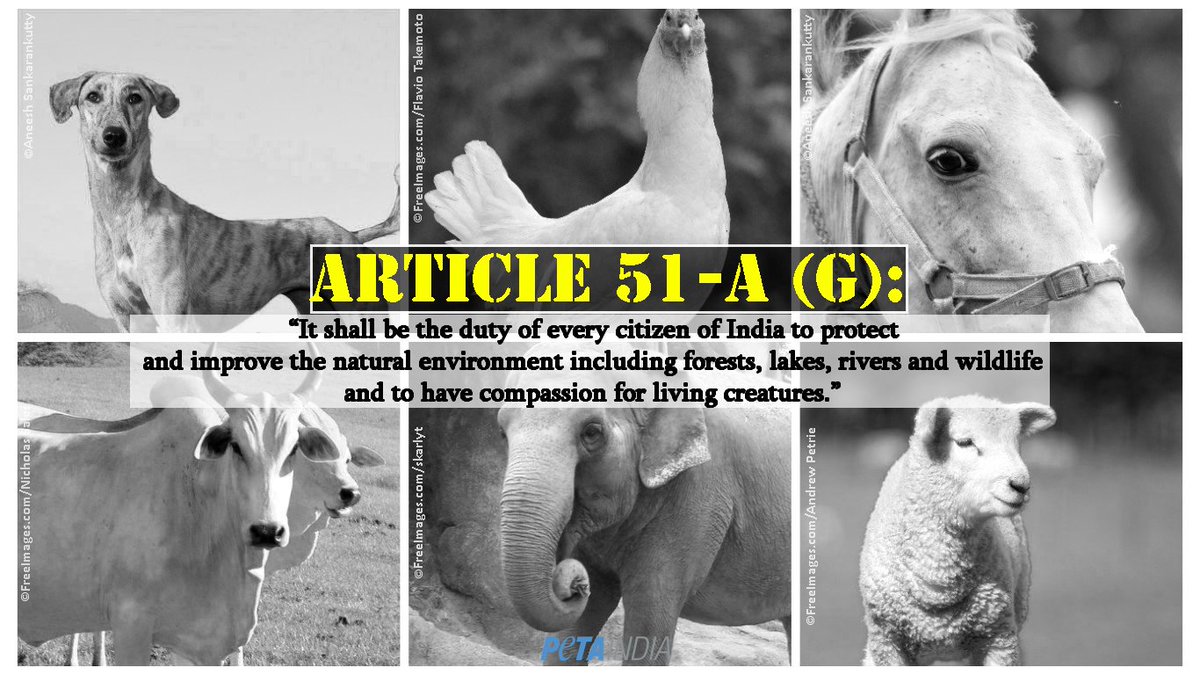 PetaIndia's tweet photo. Being compassionate is being Indian. #ConstitutionDay https://t.co/PCXH8Aib6z