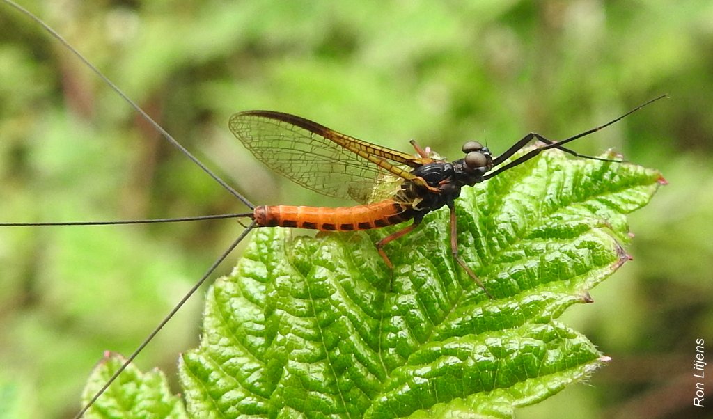 EuroaArb's tweet photo. Summer events added by UGLN. https://t.co/kDEznpRLHJ calendar v12 out now. Move quick. As mayflies know, life is short. #BioDivSpring #GBCMA https://t.co/W8mD1x4ges