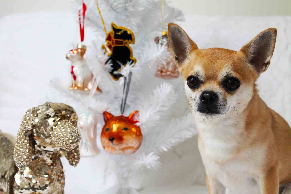 Chilliwawa's tweet photo. Make your #Christmas pawtastic! @johnlewisretail #ChristmasDecorations #dogs #cute #dogsoftwitter https://t.co/dDQmowdqwg https://t.co/AwtA7HrbYv