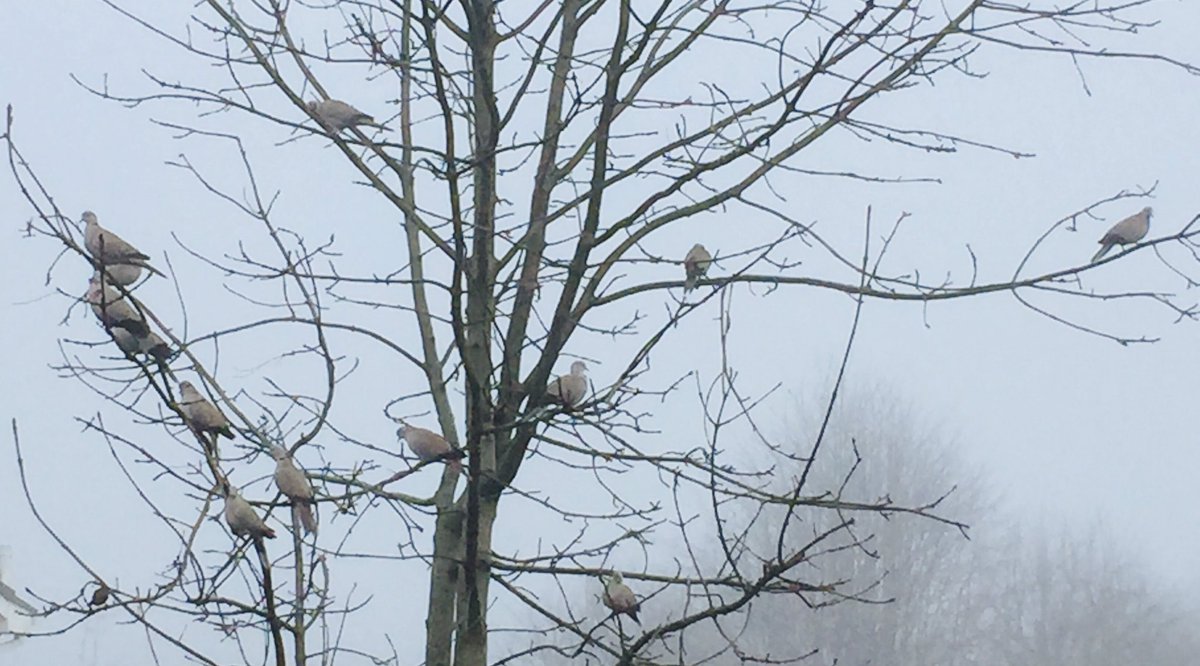 luvblackroses's tweet photo. Had 18 beautiful Collard Doves turn up for breakfast this morning π¦#birdwatching ##CollardDoves #Ornithology https://t.co/Tq4zFowakO