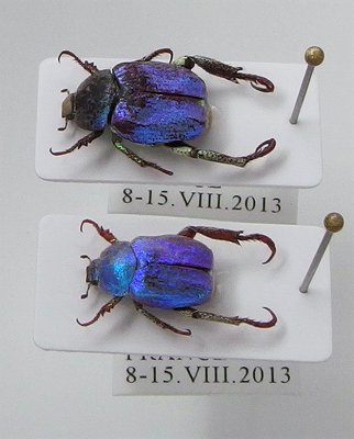 アシナガコガネ　標本　大量 コスタリカ産プラチナコガネ標本1頭