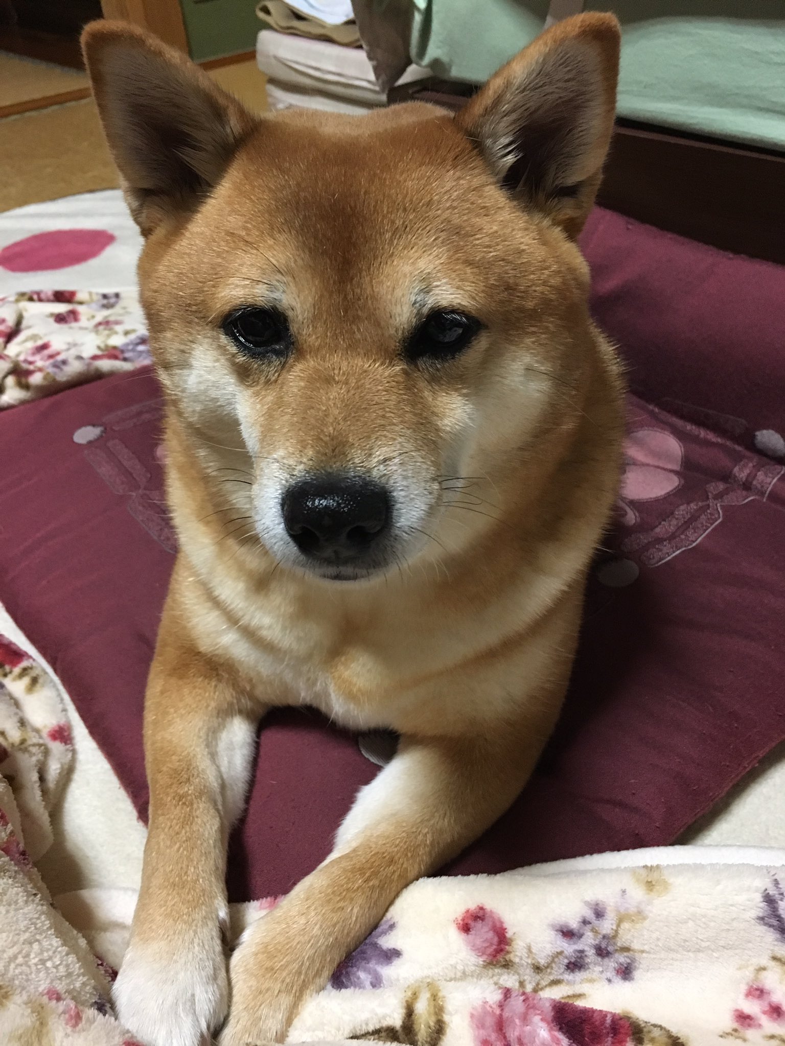 柴犬 凛 柴犬には きつね顔 と たぬき顔 があるらしい うちの凛タンはどっちだろう きつね顔にも見えるし たぬき顔にも見えるし 柴犬 きつね顔 たぬき顔 柴犬 凛 柴犬には きつね顔 と たぬき顔 があるらしい うちの凛タンはどっちだろう きつね顔にも見えるし たぬき顔にも見えるし 柴犬 きつね顔 たぬき顔