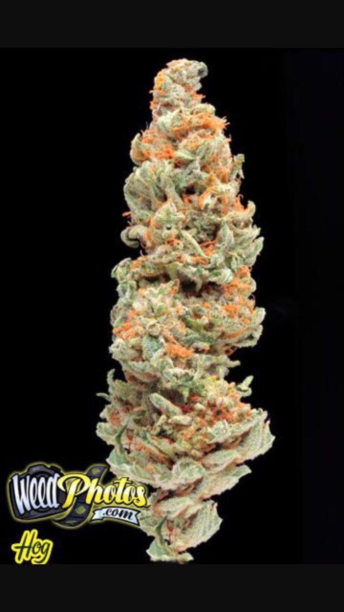CTMMPReviews's tweet photo. #AfghanKush x #PakistaniChiralKush strain named #TheHog or #Haracept here in #CTMMPREVIEWS #CTMMPREVIEWS known as 1 of the #StrongestIndicas https://t.co/igvBqPSiaO