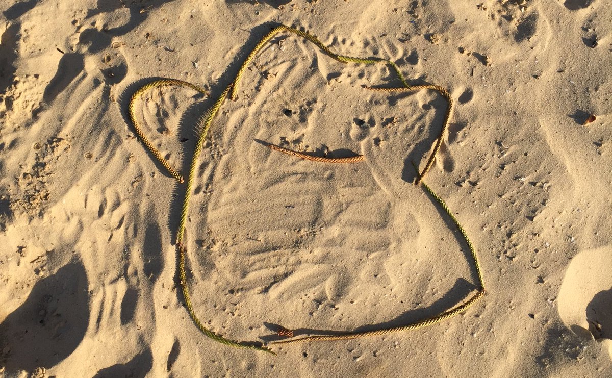 CoachPokemonGo's tweet photo. Found a #Ditto on the 🏖beach  #PokemonGO #PokemonGoUK #CatchEmAll #PokemonGoBrazil #pokemonGoAustralia https://t.co/vH9zCIqir1