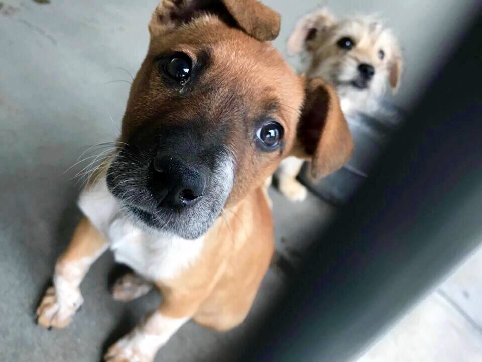 pupaid's tweet photo. Dogs of all different ages, even puppies, are waiting in rescue. So visit your local shelter &amp; save a life :) #adopt https://t.co/Bx647uXe9c