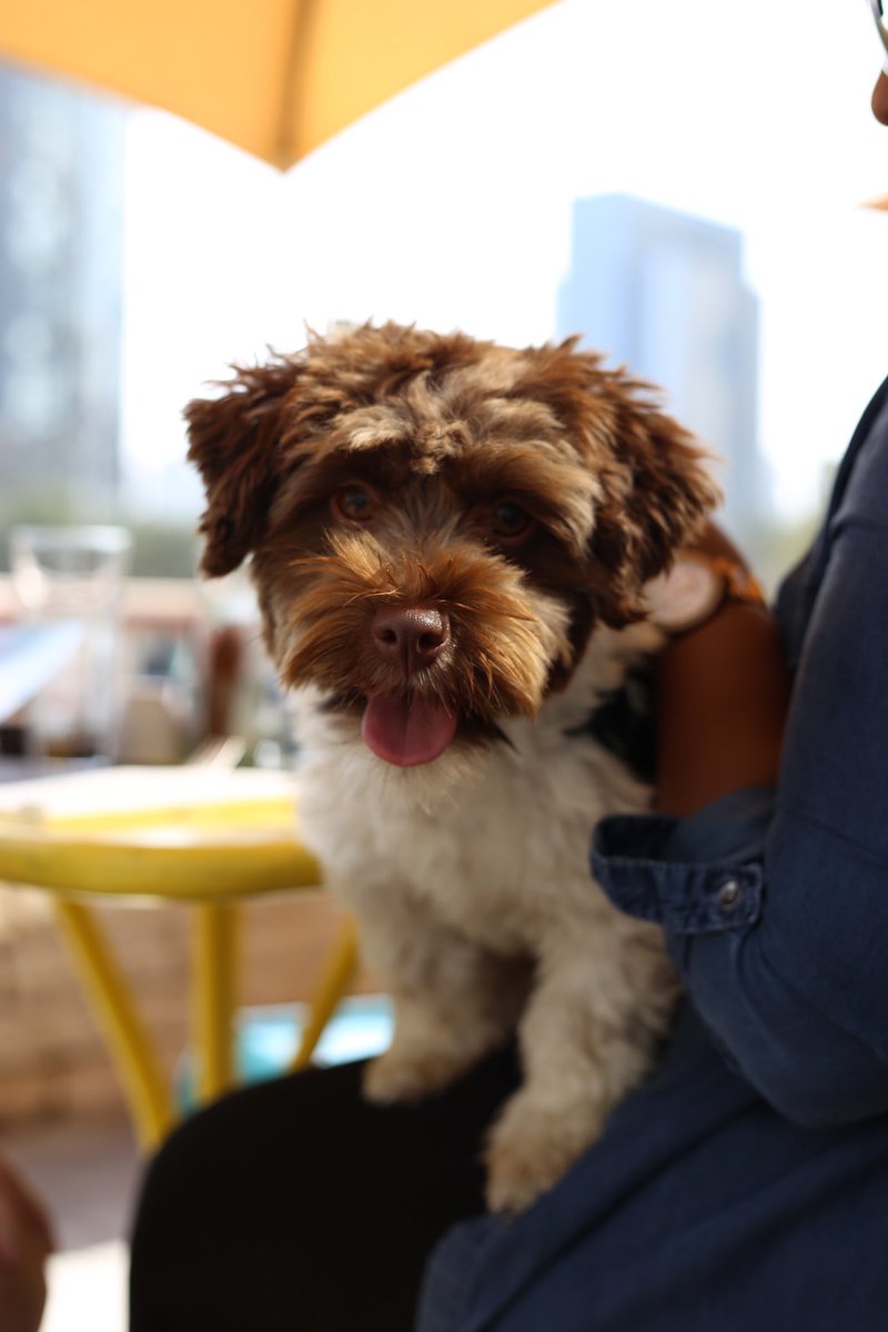 ImAnnaRoberts's tweet photo. Such a fun morning @UrbanDubai working and breaking often for cuddles with the puppies! #puppybrunch #ubevents #mydubai https://t.co/WLNz6Wx217