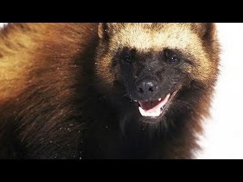 TubeFear's tweet photo. Wild Animals - Wolverine Animal #Documentary - Full ... - https://t.co/8TWzfzNBrb #BBCDocumentary #DocumentaryBbc #DocumentaryFilms https://t.co/6v5bDctSPU