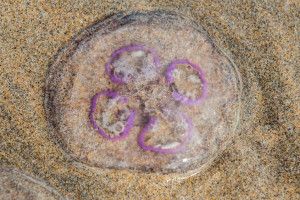 Care Plus tweet media