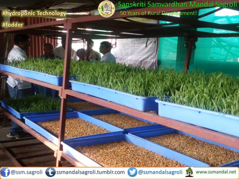 ssmandalsagroli's tweet photo. @ssmandalsagroli introduced #Hydroponicstechnology to grow #greenfodder without #soil and less #water supp 500 farmers efficient in #drought https://t.co/ZzAtLT8QXz