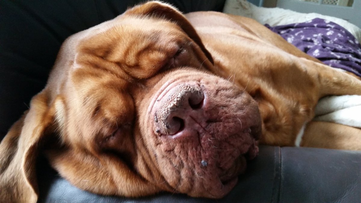 My Alfie makes me smile daily. He's a joy to have &amp; shows everyone so much love. Adopting is a blessing.  #DDB #AdoptDontShop #furbaby