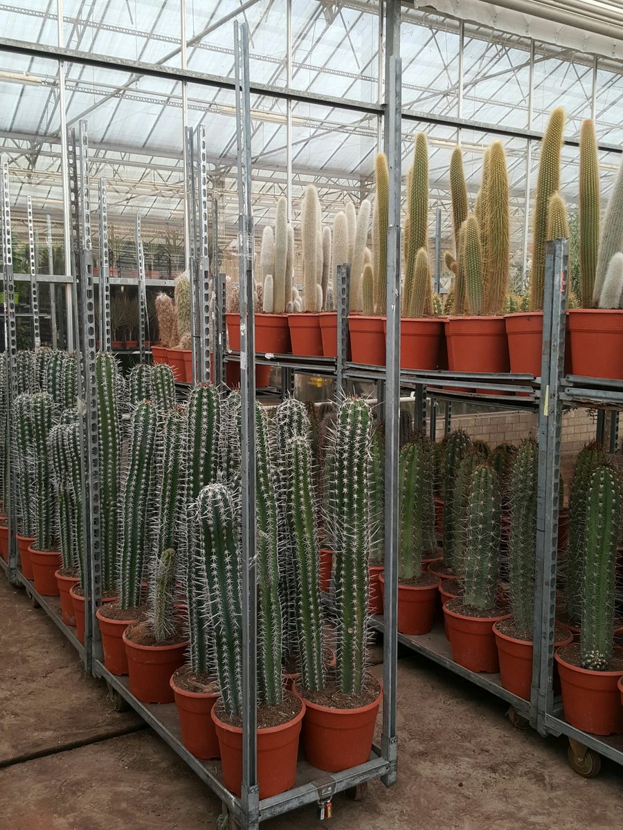 Heboplant BV. tweet media