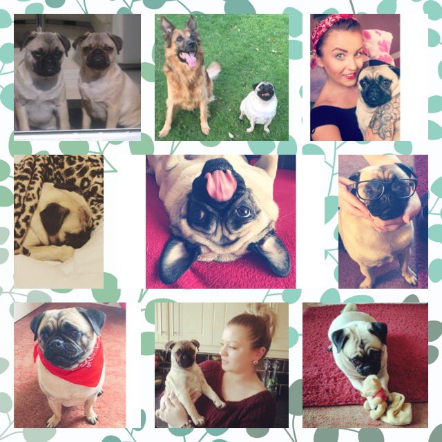 BeckyJFletch's tweet photo. Happy 3rd Birthday to my little princess 🐶🎉 https://t.co/D6j3VSwgqz
