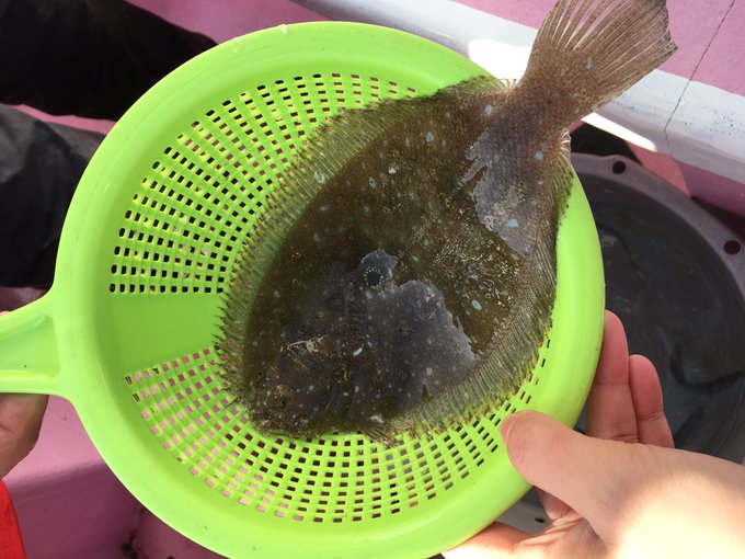 ガンゾウビラメの特徴 見分け方 写真から探せる魚図鑑
