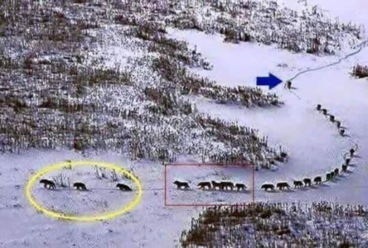 roccolorusso's tweet photo. Le leader est celui qui donne la direction et aide les autres à atteindre leurs objectifs comme le loup chef de meute en queue de cortège... https://t.co/4Hs7rHCuj4