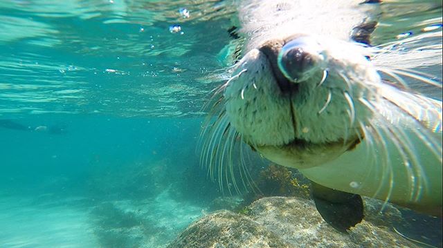 Blowing bubbles with sea lions off the <a href="/eyre_peninsula/">Eyre Peninsula</a>👌 (via IG/alyssa_adventuring on tour with @cage_diving)