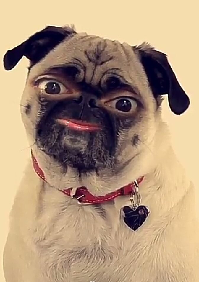 kkriti91's tweet photo. I actually hav a major dog phobia 
Bt this 1 is just wayy too cute to b scared of..
heheheheh
Woof woof 😛😍
@karan009wahi https://t.co/Dn26zqetdT