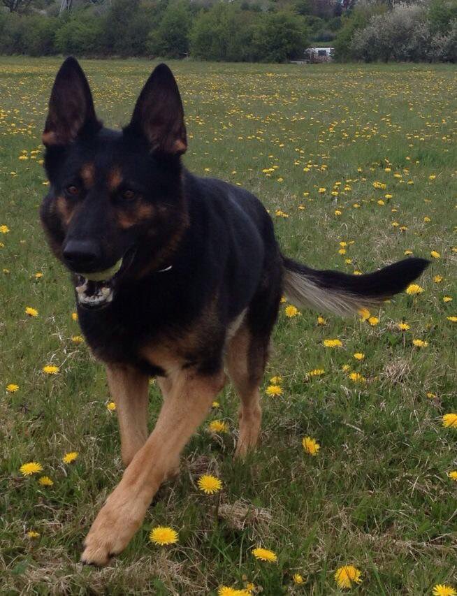 Happy Retirement PD Pharaoh 🎉 Outstanding officer who really made a difference 👏 Retiring to his very proud handler. Paws up <a href="/RetiredWMP_Dog/">Retired WMP Dogs</a>