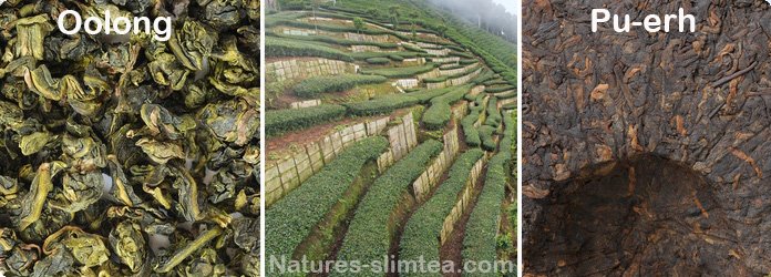 NaturesSlimtea's tweet photo. Whats the #bestweightlosstea or #slimingtea for #weightloss ? https://t.co/BhkHjFJCRn https://t.co/JKKwDcrWPw