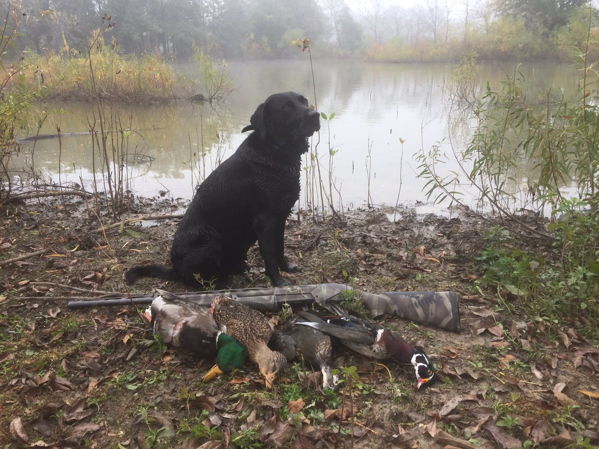 XploreWild's tweet photo. Pretty good morning in the fog. Not a lot of ducks but the ones we saw didn't leave! #QuackPipe #XploreWild #DuckHunting #DuckDog https://t.co/INXtEPZtJO