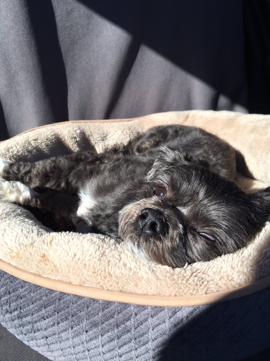 ErikaBarber_'s tweet photo. Sending you virtual hugs today, @DimpleP23 ...and a pic of a winking Shih Tzu...who always brightens my day! https://t.co/cufuaQ4bZx