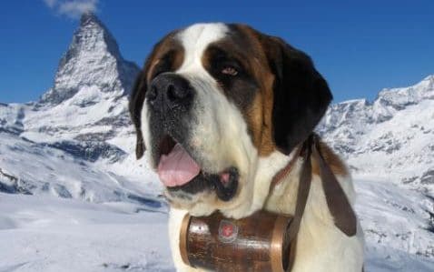 Telegraph's tweet photo. Swiss rescue dogs to get help from drones to find missing people https://t.co/4eiHOtqo5d https://t.co/d8FHKihj2K