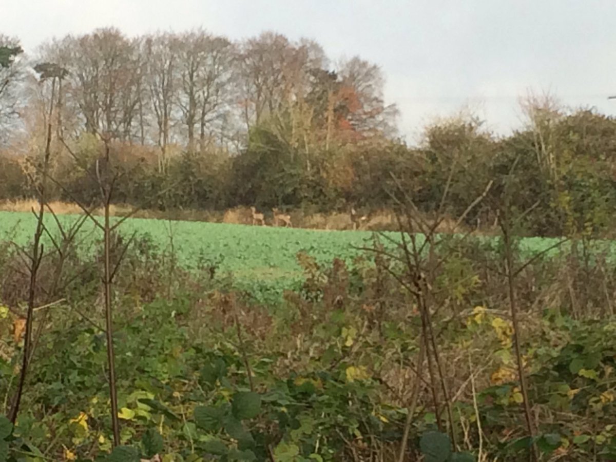 Grassrootsrider's tweet photo. Bit of S #rubbis #photo as it was taken on #zoom on my #iPhone but you can make out the #deers in the hedge line #countryboy #wiltshirelife https://t.co/obQlyOcJza