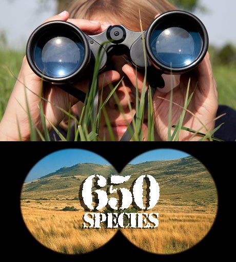 BirdLife_SA's tweet photo. The big one!! 650 species!! Well done to all our teams. #BBD2016 https://t.co/HEifTGTHwq