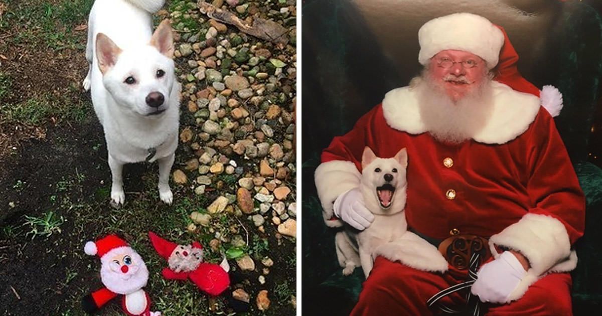 9GAG's tweet photo. Dog Has A Stuffed Santa Toy And She Freaked Out When She Met The Real Deal
https://t.co/NWojT8Dql2 https://t.co/igCR7QCyao
