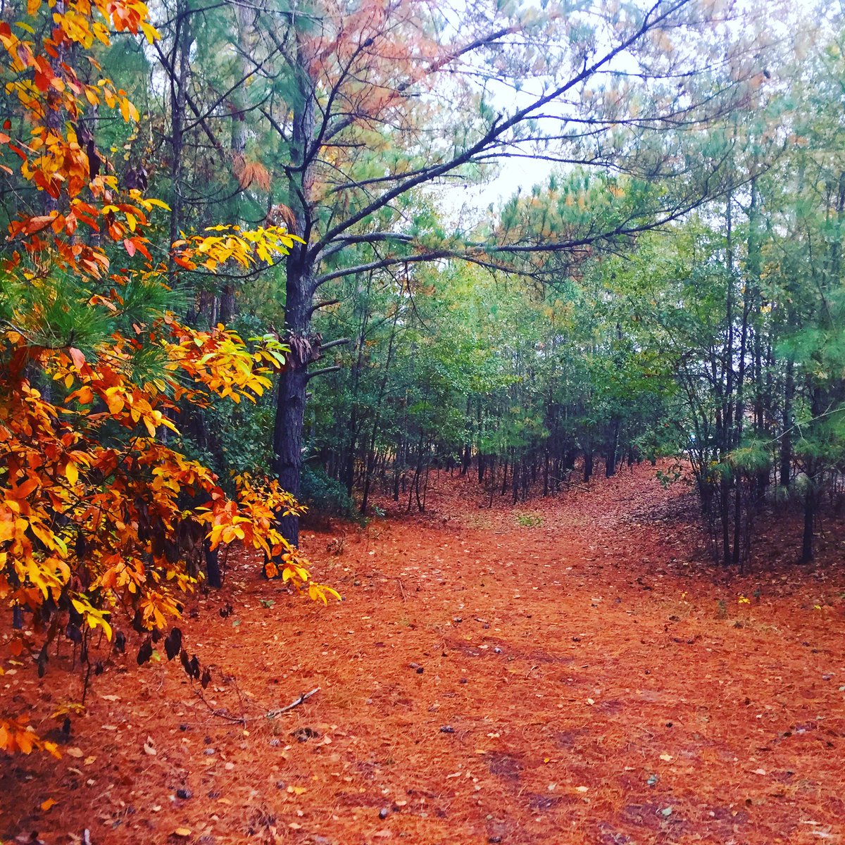 ballrunning's tweet image. | perfect conditions | #run #photo 112616 #runningeveryday #runstreak day 2883