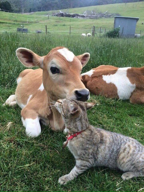justcutecows's tweet image. Both are worthy of compassion and kindness. ❤️ #justcows #cows #calf