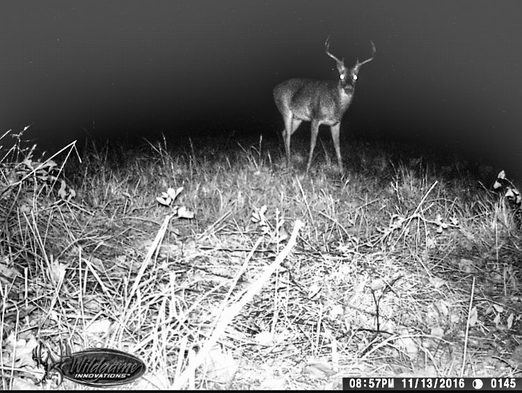 GAhuntingGal's tweet photo. Hoping this bad boy slips up here soon! Can't wait to meet him! #thatrackthough #RealGirlsHunt #womenofwill #realtree #alabamawhitetail https://t.co/R1bL1fKUqc