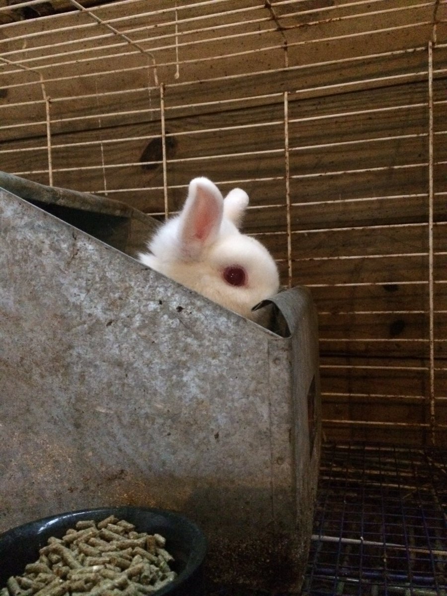 HypertonicRage's tweet photo. Ivory refused to come out and cuddle 😭 https://t.co/PqxjGMr3Ff