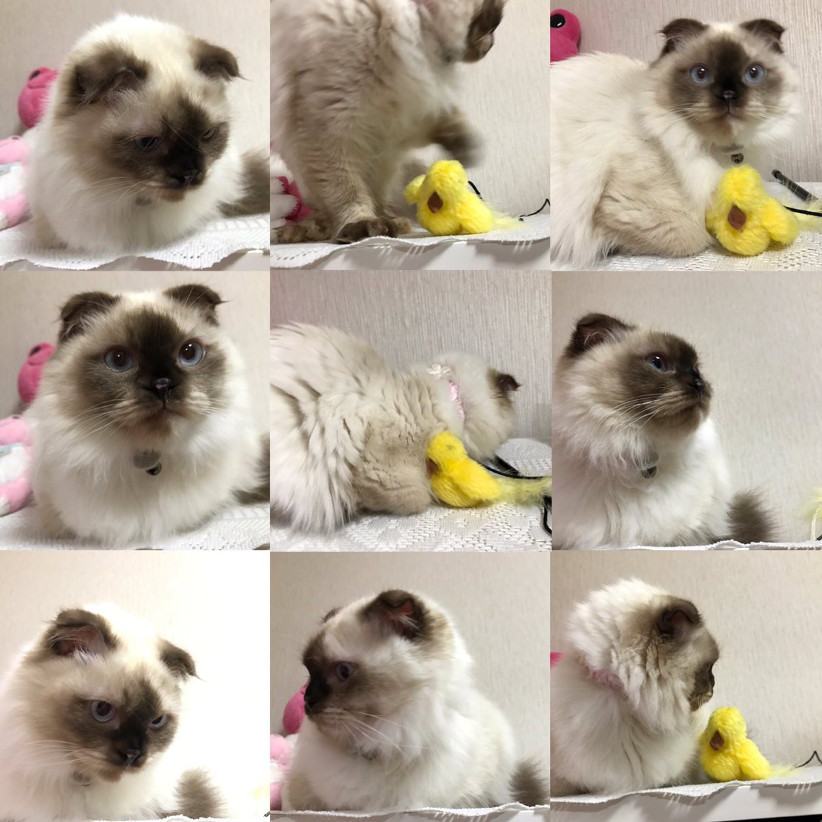 _rinkorabbit's tweet photo. 顔くろ

いつか黒猫になりそうな勢いで顔が黒くなってきてるやばいね

#猫好きさんと繋がりたい 
#もてぃ
#写真好きな人と繋がりたい 
#写真撮ってる人と繋がりたい 
#りんこのしゃしん https://t.co/uB0ue1LEv0