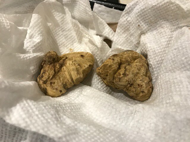 alxlewin's tweet photo. Alba truffles. Ken B turned them into the perfect dinner https://t.co/yeo5Jz6pHi