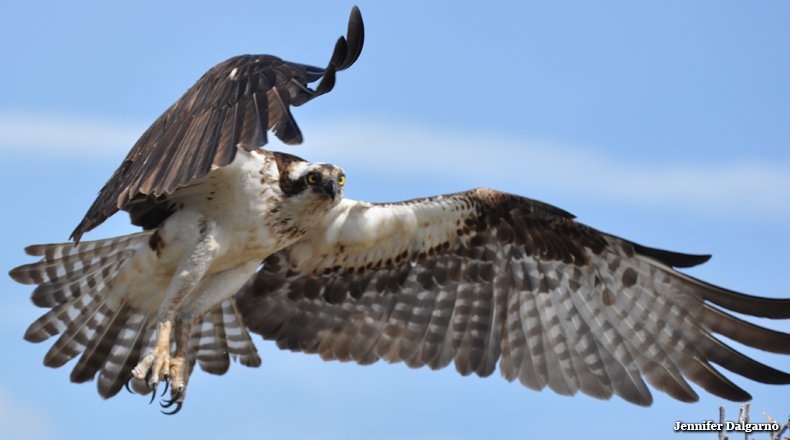 restorm's tweet image. WANTED: 
Chesapeake Bay restoration 
program manager.
(Pennsylvania) 
revitalizationnews.com/article/wanted…