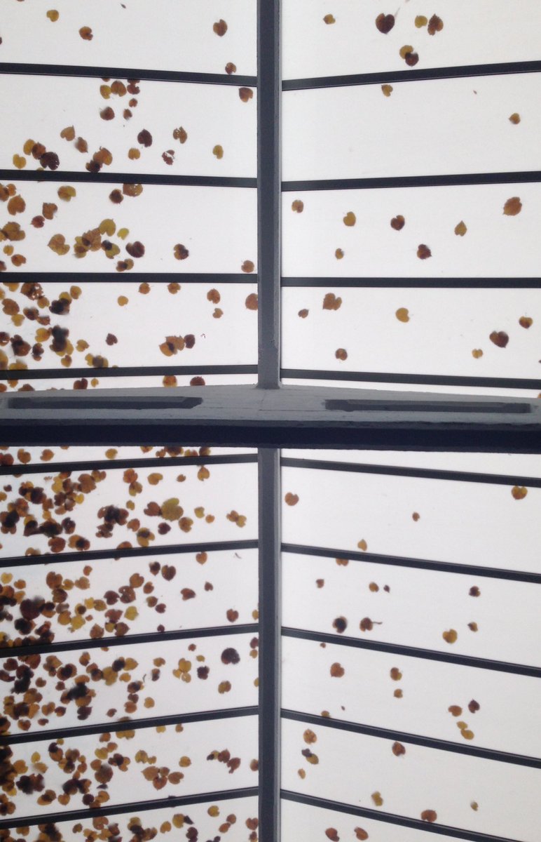 Sgualtiero's tweet photo. #autumn at the #serbianpavilion 

#BiennaleArchitettura2016 
#ReportingFromTheFront https://t.co/9NAQ1TYhLs