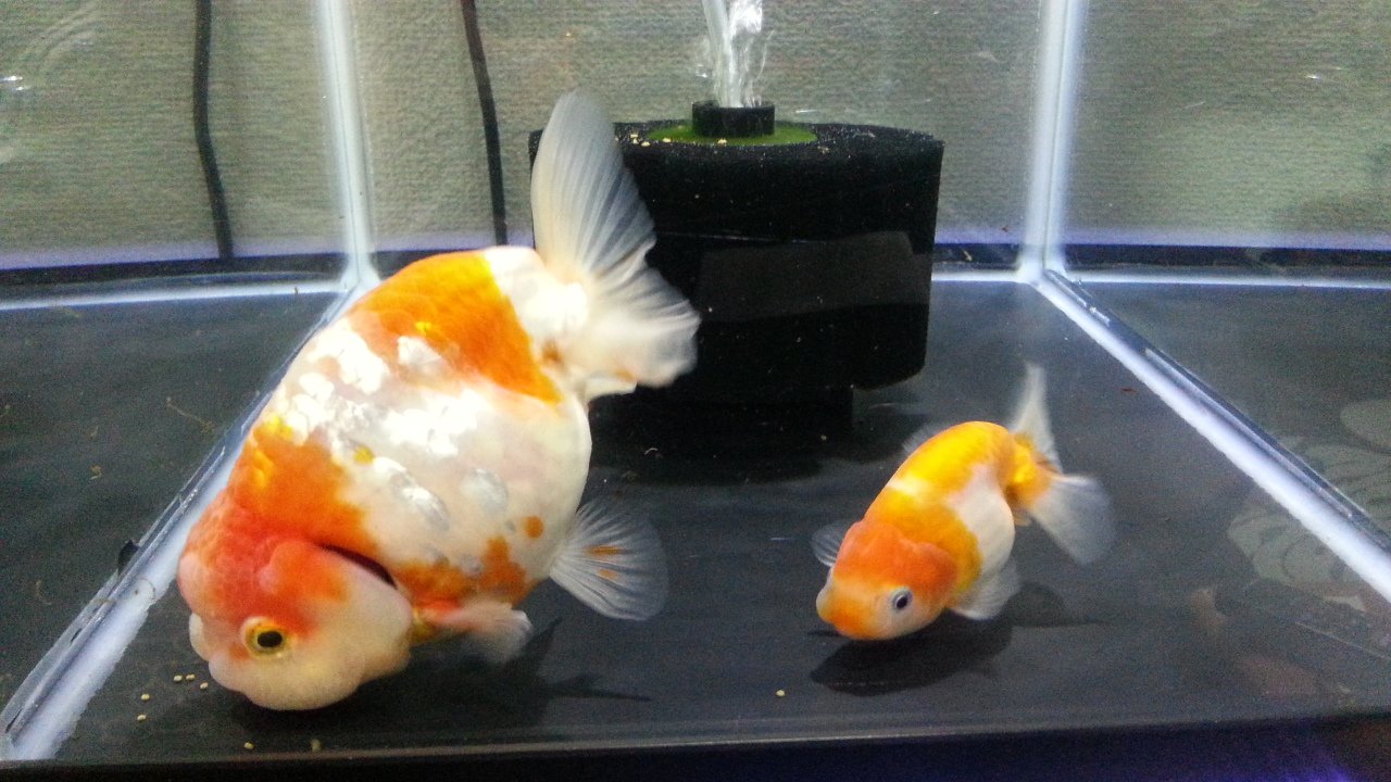 ひろひこ 蝶尾 多肉 金魚日本一の時にお迎えした新入り桜錦２匹は 一緒の水槽に入れて 仲良くしてます この冬は 外に出さず 室内でしっかり食べさせながら 飼育を楽しもうかと思います