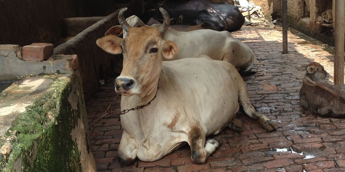 MoveTheWorld's tweet photo. It's #NationalMilkDay in India &amp; we're urging the Indian Government to improve the lives of dairy cows and buffalo: https://t.co/81zTKUhrG0 https://t.co/GmAXxrJBqv
