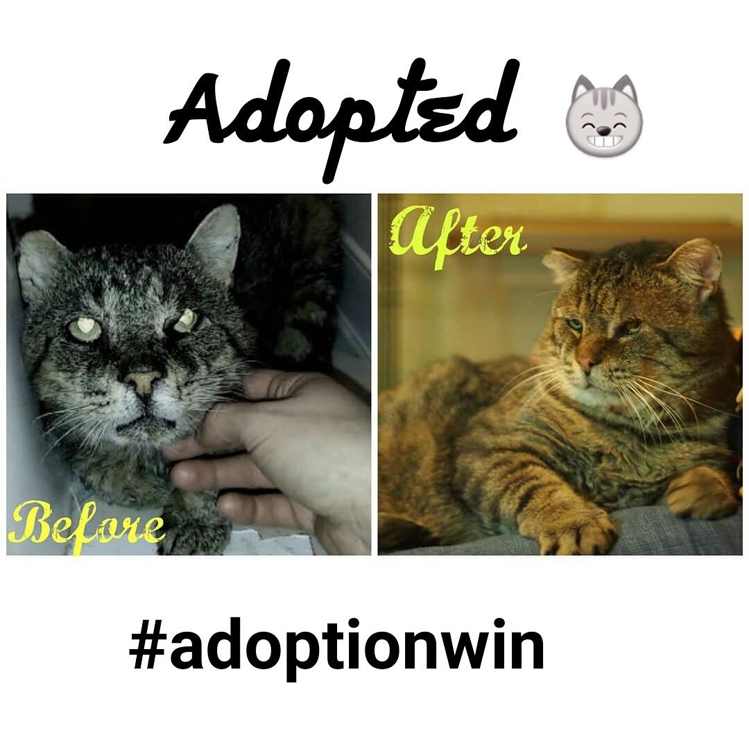 OttawaCatRescue's tweet image. Wonderful Wimpy has been adopted!   Please check out our Facebook page for the full story on his amazing journey. #adoptionwin