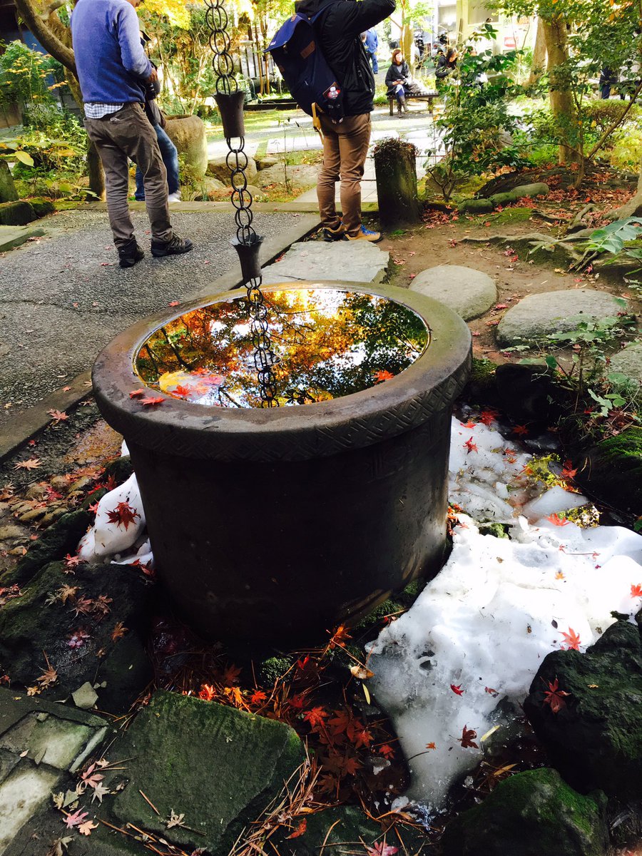 kappa564's tweet photo. 今日はつっくんと鎌倉の紅葉を観に行って来た〜！
写真を撮った覚園寺では雪が少し残り瓶に入っている水に反射して映る紅葉が綺麗でした^ ^
後は建長寺で座禅を組み足が痺れながらもお坊さんに警策で背中を叩かれる体験をしたりと、
楽しい一日でした(о´∀`о) https://t.co/nLBaL7oOR4