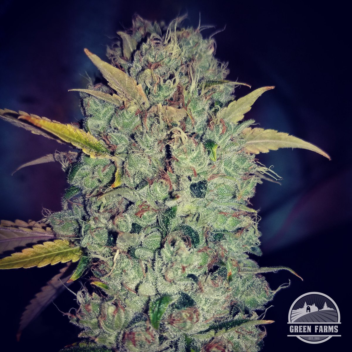 greenfarmsco's tweet photo. So dense! #anbessaorganicnutrients #slf100clan #growswitch #mammothmicrobes #nectarfam #nectarforthegods #buildasoil #elevatedorganics https://t.co/UfraLLWMY8