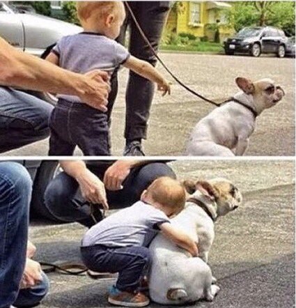 cerebrolesi's tweet photo. Quando reagisci da persona adulta alla vista di un cane https://t.co/nlTxBwzG2F